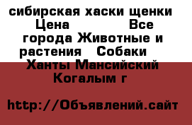 сибирская хаски щенки › Цена ­ 10 000 - Все города Животные и растения » Собаки   . Ханты-Мансийский,Когалым г.